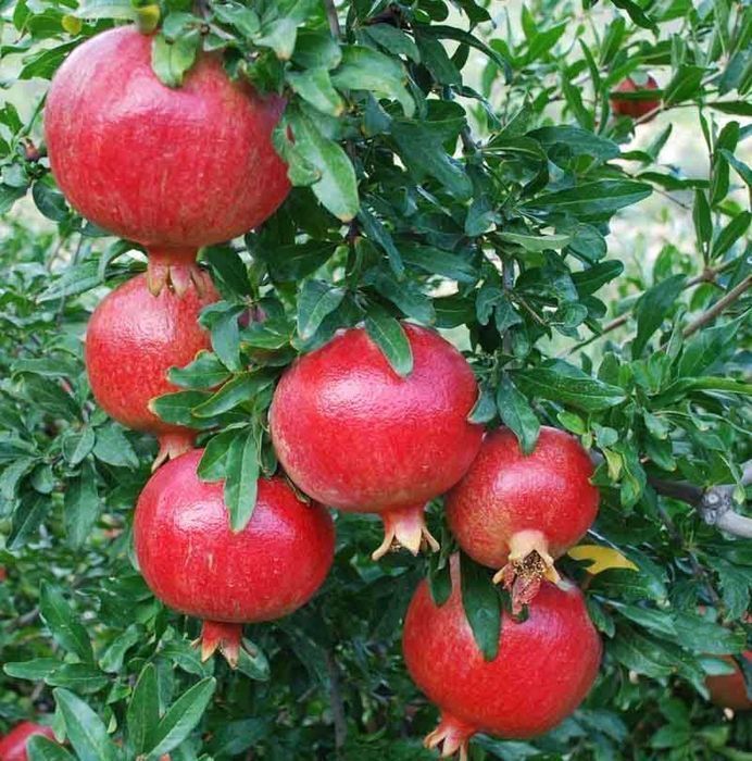 Саженцы экзотических растений (хурма, инжир, киви, гранат)