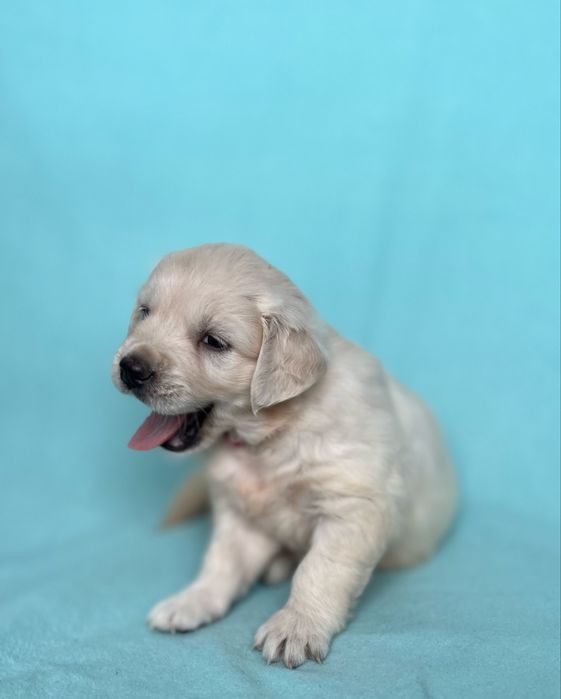 Piesek Golden retriever | ZKwP/FCI | Rodzice wolni od dysplazji