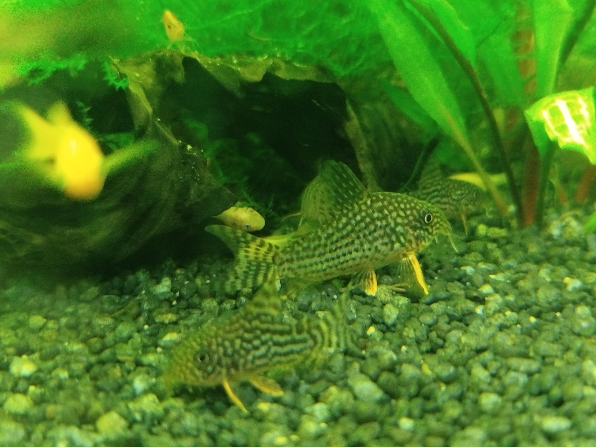 Kirysek Sterby Corydoras Starbai