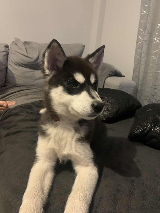 Szczeniak Syberian Husky