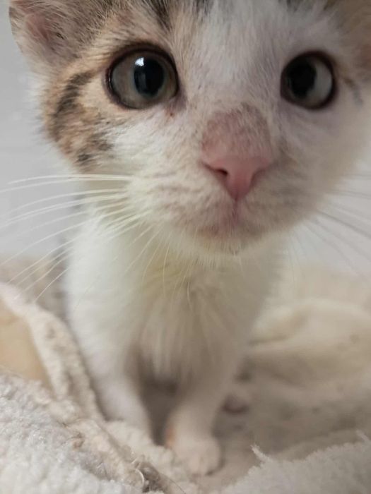 Cytrynka – młoda koteczka szuka bezpiecznego domu