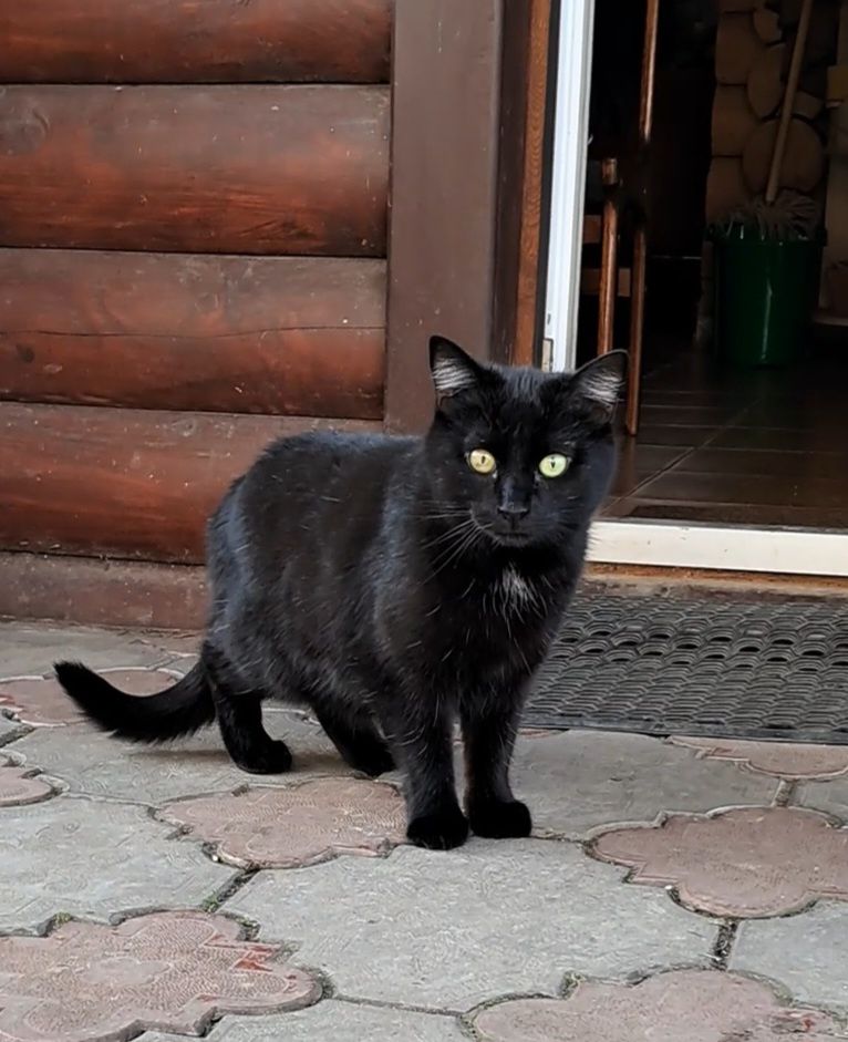 Трьохколірна киця та її син (чорний котик) шука