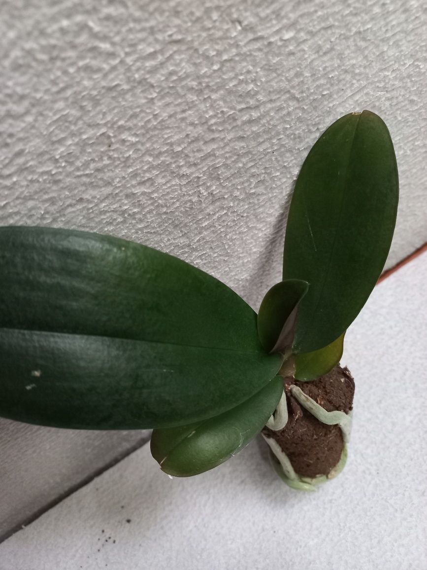 Орхидея фаленопсис Phal. Bayamo стандарт
