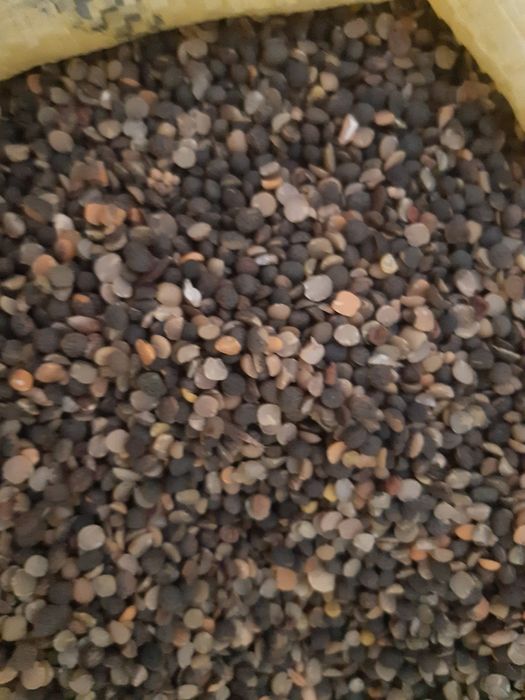 KARMA dla gołębi,Wyka, połówki