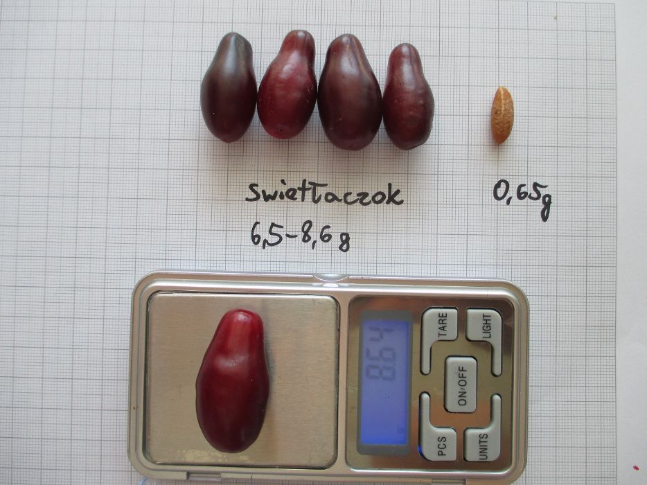 Dereń jadalny sadzonki szczepione na plantacje, polskie i ukraińskie