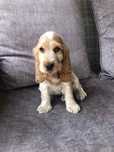 Piesek Cocker Spaniel Angielski orange roan