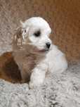 Piesek rasy Maltipoo