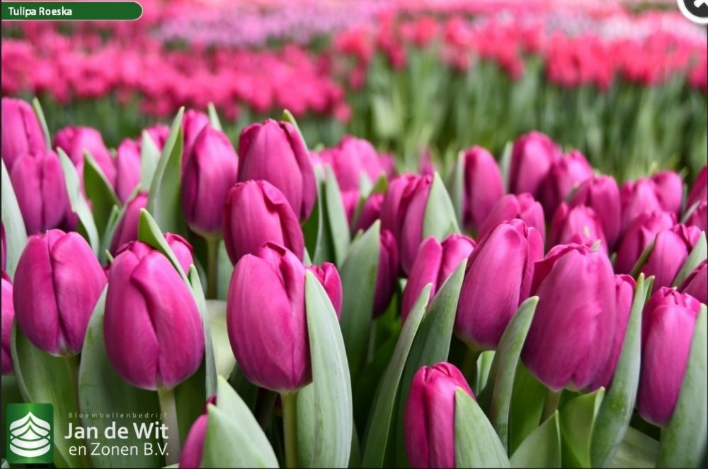 Цибулини тюльпанів 12+ на вигонку і для саду Нідерланди Jan de Wit