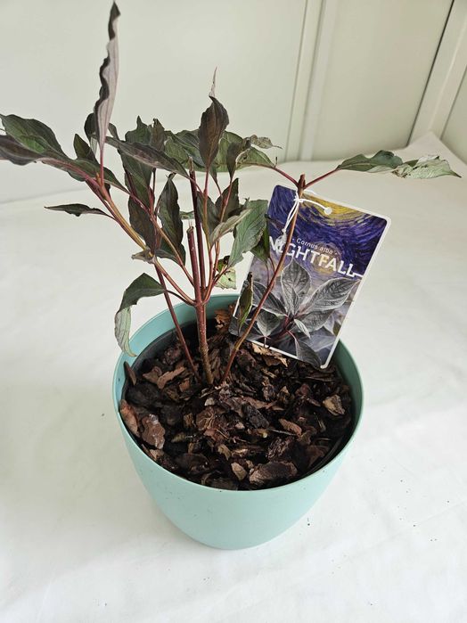 Dereń biały Nightfall czarny 40cm C2 – krzew ozdobny + nawóz gratis