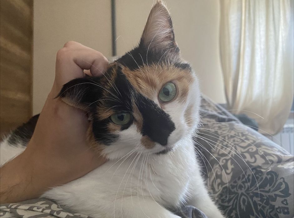 Віддам в хороші руки