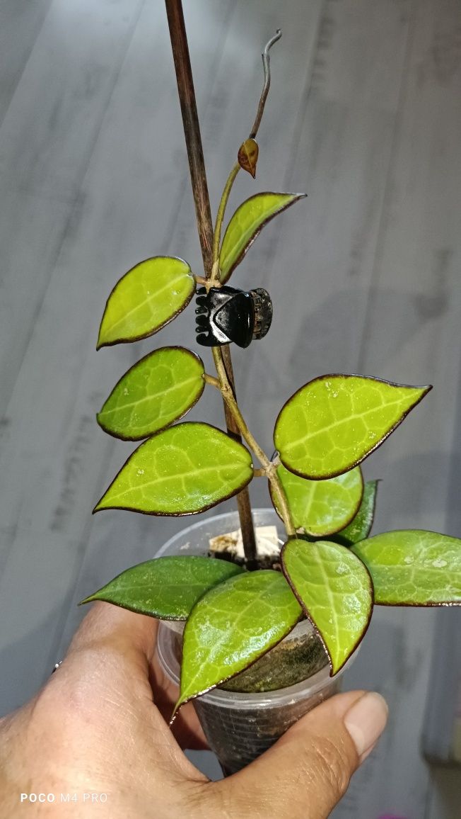 Хойя Verticilata MA07 Black Margin.