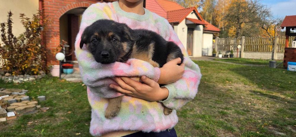 Szczeniaki suczki pieski oddam za darmo matka owczarek niemiecki