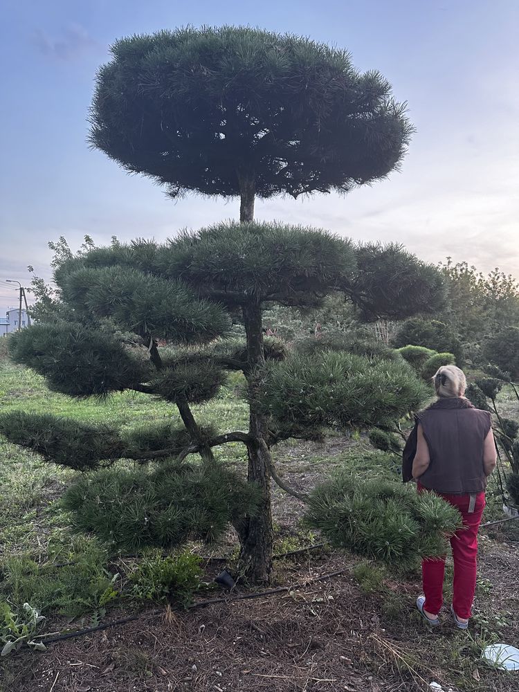 Bonsai-Niwaki Sosna Cis Jałowiec. Szmaragd klon Katalpa jodła