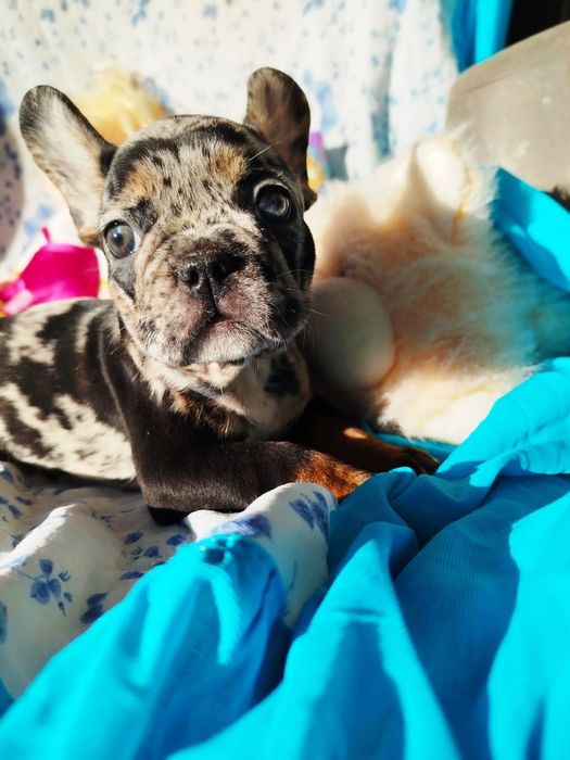 Щенки французского бульдога