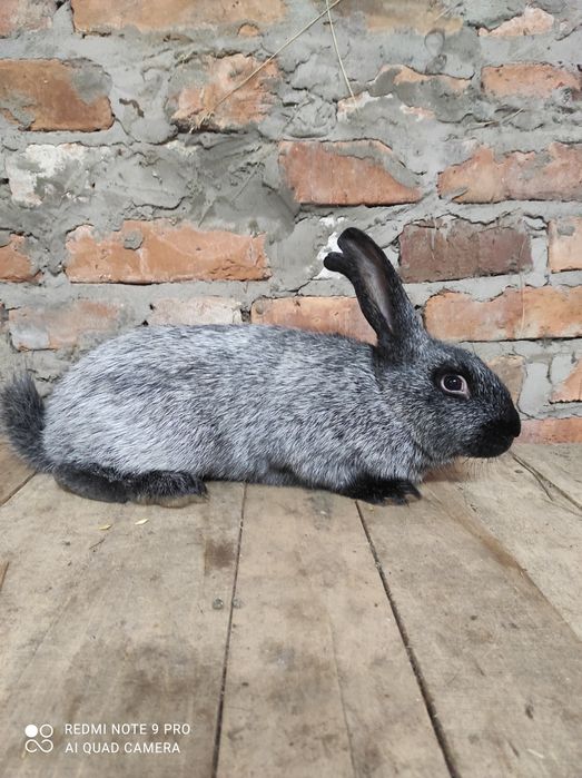 Кролі Кролики полтавське срібло