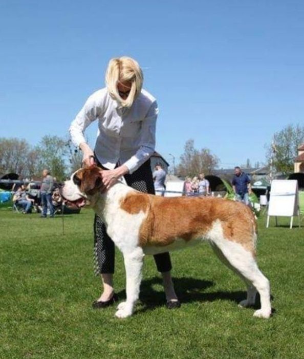 Bernardyn suczka krótkowłosa Florida CENA TYLKO NA WEEKNED