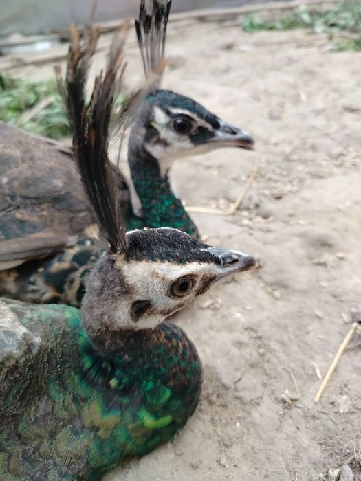 Paw szmaragdowy pawie szmaragdowe szmaragdy