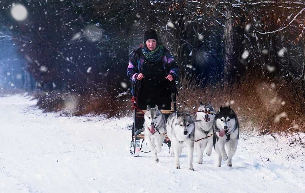 Siberian Husky - szczenięta z hodowli FCI