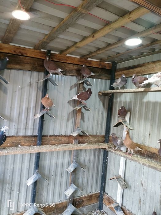 Gołębie ozdobne rzeszowskie wystawowe młode