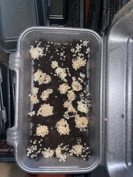 Приймаємо замовлення на 2026рік мальок равлика muller