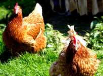 Kury Nioski Rosa Leghorn