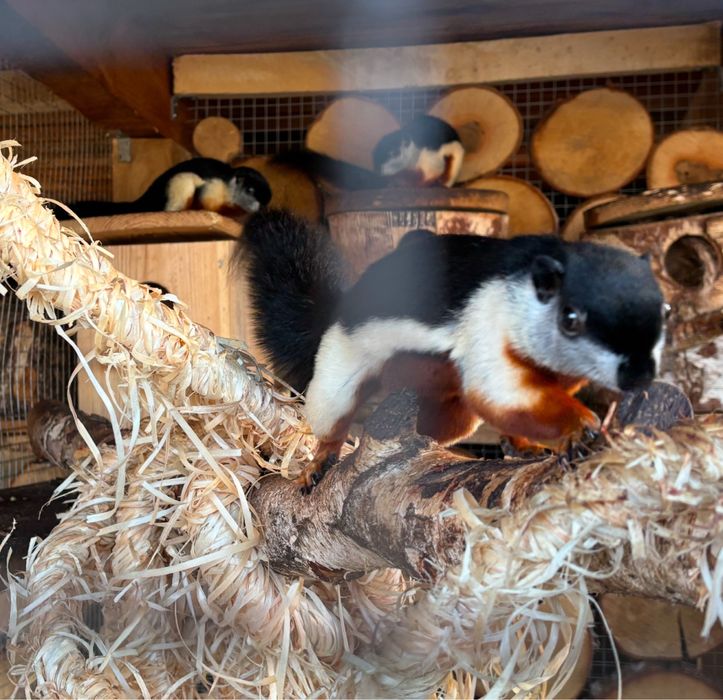 Wiewiórka trójbarwna