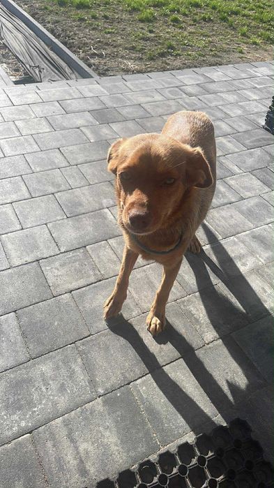 Oddam suczki w dobre ręce