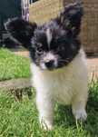 Papillon kontynentalny spaniel miniaturowy