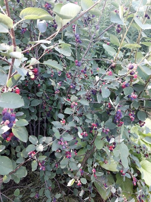 Ірга саджанці (копані) Ирга