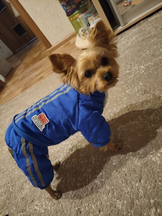 Одежда для собак, зима, одяг для собак