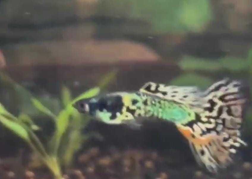 Guppy Green/Blue /Red Dragon (CASAL)