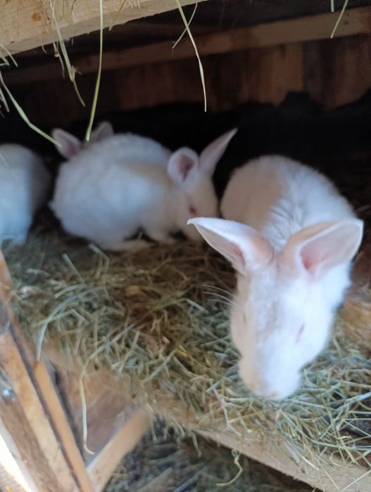 Sprzedam króliki termondzkie samce