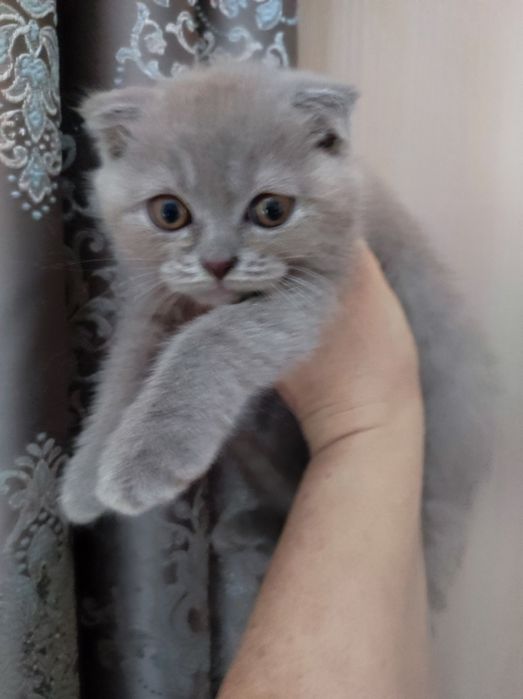 Коти, кошенята висловухі, 2 міс