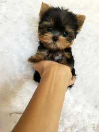 Chłopczyk Yorkshire Terrier Miniaturka