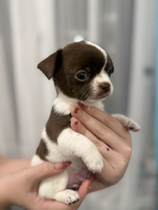 В продажі малюк чихуахуа