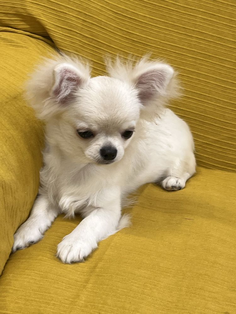 CHIHUAHUA MACHO DISPONIVEL
