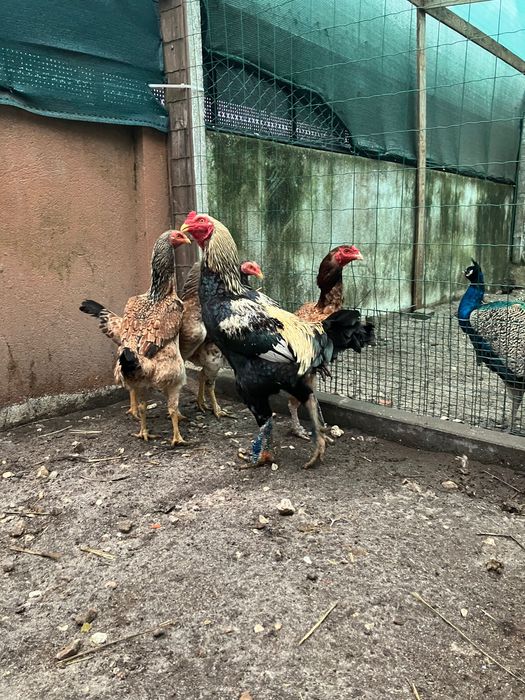 Vendo trio de índio gigantes