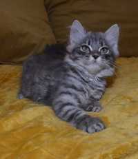 Rodowodowy kot syberyjski * koteczka Hami * rodowód FPL/FIFE