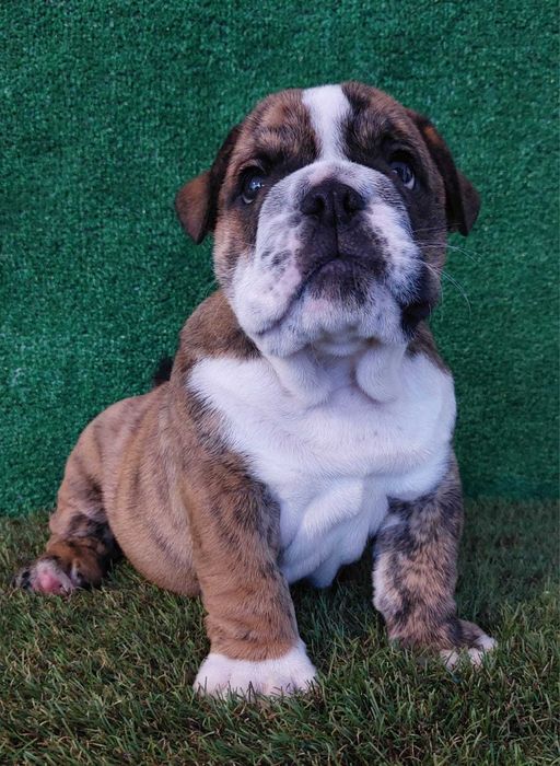 bulldog. inglês ingles