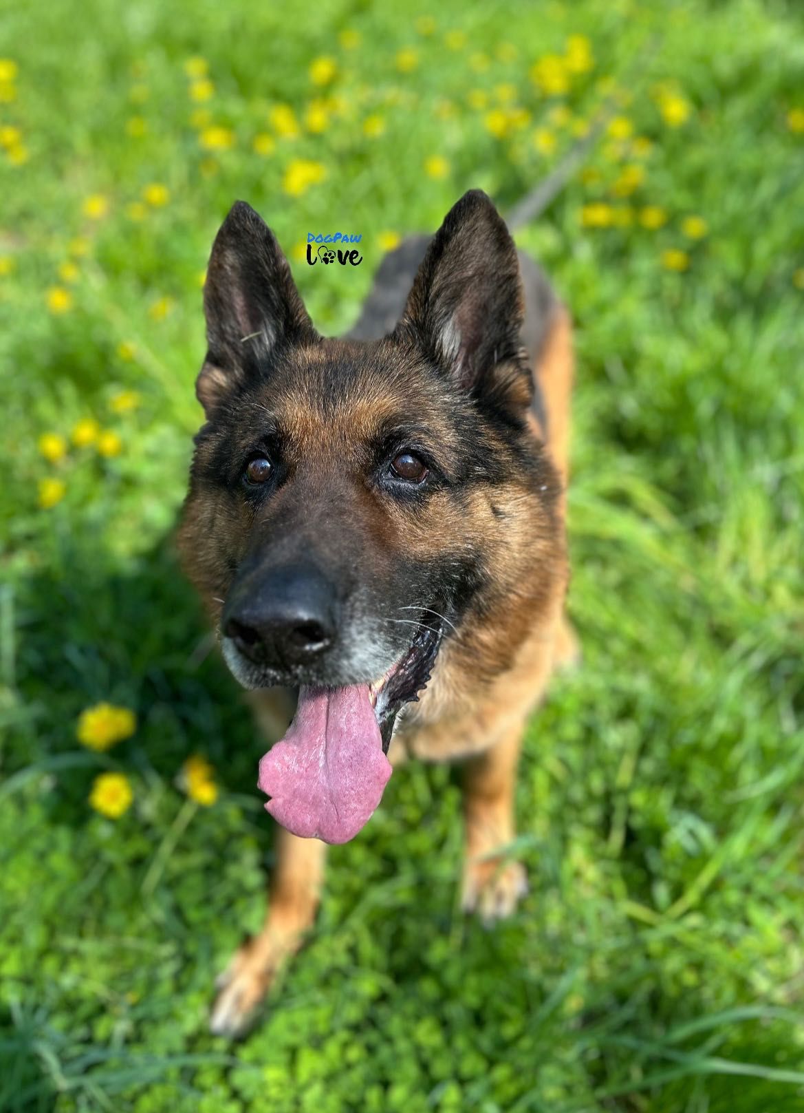 Owczarek niemiecki samiec do adopcji!