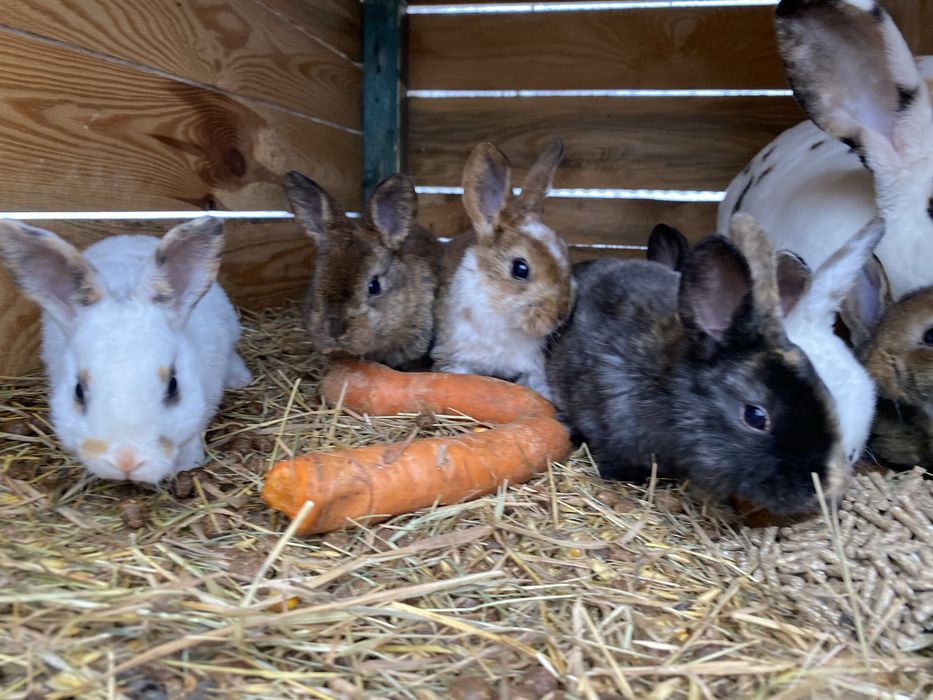 Króliki rex mlode