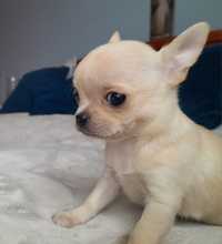 Chihuahua z Jurajskiego Parku piękna suczka krótkowłosa