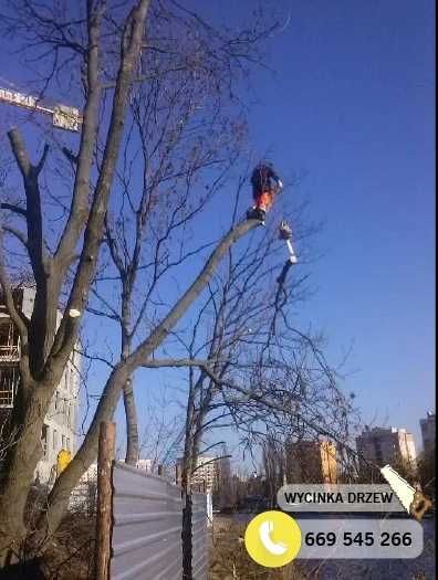 Wycinka i Pielęgnacja Drzew Metodą Alpinistyczną Malbork Tczew Sztum.