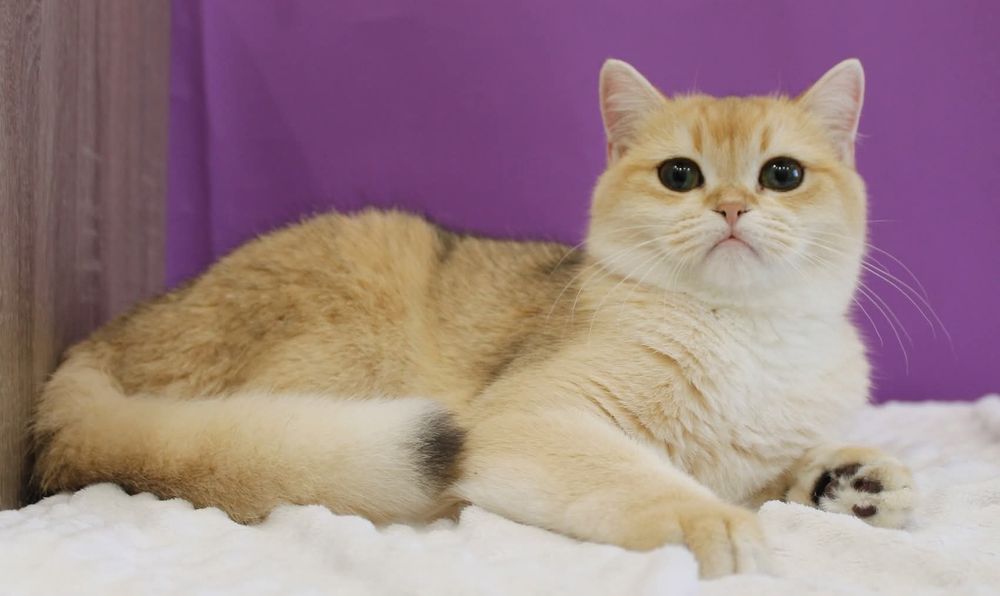 Девчонка Scottish Straight