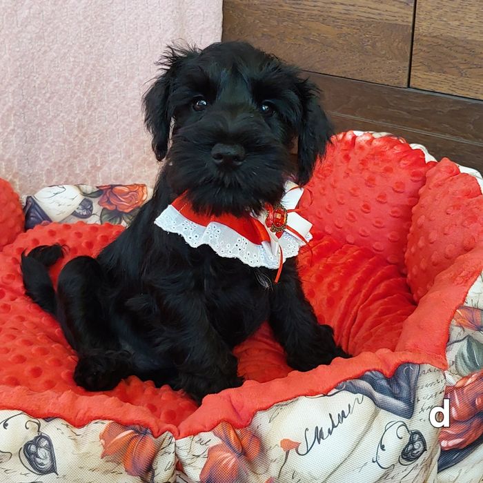 Sznaucer miniaturowy-wielkie serce wspaniały  inteligencjia