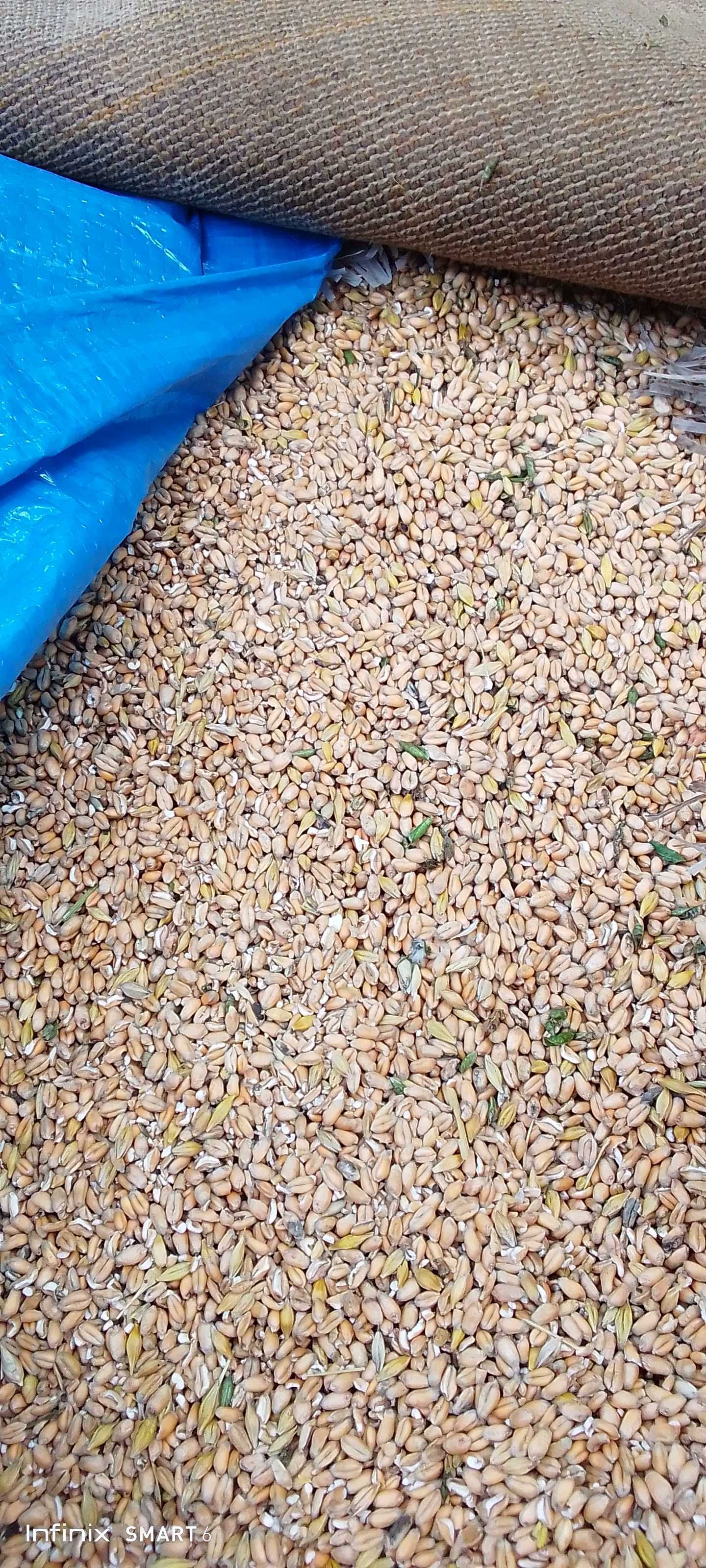 Продам Пшениці і Ячміню По 9гривень За Тону