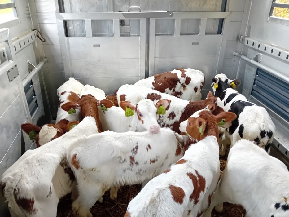 Cielaki ma mleko polecan