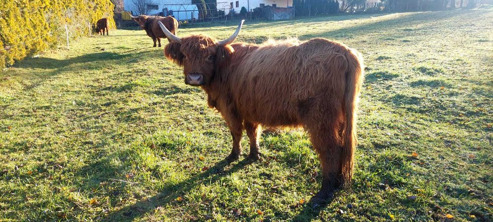 Bydło szkockie 2 krowy i byczek