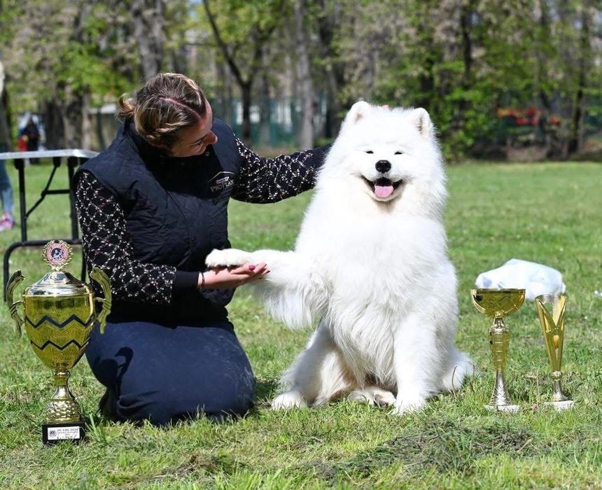 Szczenię Samoyed ZKwP odbiór GRUDZIEŃ 2025