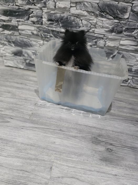 Szpic miniaturka pomeranian xxs 1kg typ misia